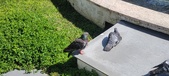 Enlarge photo 197