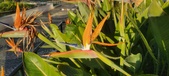 Enlarge photo 405