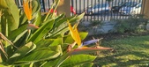 Enlarge photo 419