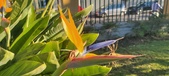 Enlarge photo 420