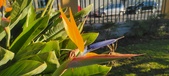 Enlarge photo 421