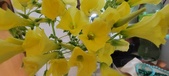 Enlarge photo 556