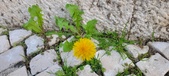 Enlarge photo 616