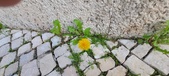 Enlarge photo 617