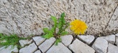 Enlarge photo 619