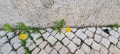Enlarge photo 621