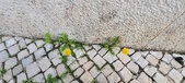 Enlarge photo 622
