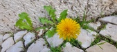Enlarge photo 623