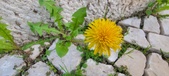 Enlarge photo 624