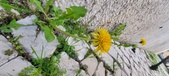 Enlarge photo 627