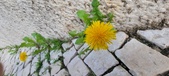 Enlarge photo 628