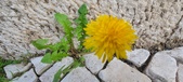 Enlarge photo 629
