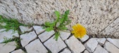 Enlarge photo 630