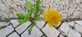 Enlarge photo 631