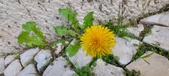 Enlarge photo 634