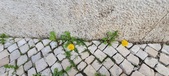Enlarge photo 635
