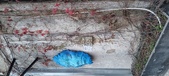 Enlarge photo 251
