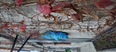 Enlarge photo 247