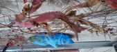 Enlarge photo 246