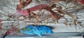 Enlarge photo 245