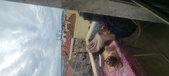 Enlarge photo 232