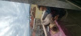 Enlarge photo 230