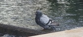 Enlarge photo 100