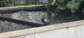 Enlarge photo 96