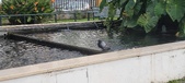 Enlarge photo 97