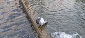 Enlarge photo 91