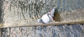 Enlarge photo 94