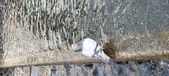 Enlarge photo 89