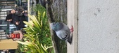 Enlarge photo 86