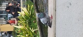 Enlarge photo 85