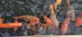 Enlarge photo 201