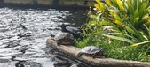 Enlarge photo 199