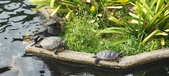 Enlarge photo 77