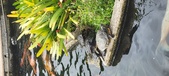 Enlarge photo 195