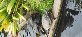 Enlarge photo 73