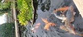 Enlarge photo 190