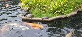 Enlarge photo 193