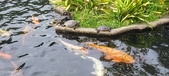 Enlarge photo 68