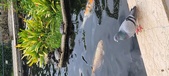 Enlarge photo 64