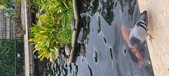 Enlarge photo 66