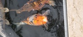 Enlarge photo 189