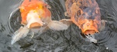 Enlarge photo 62
