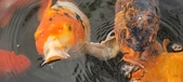 Enlarge photo 59