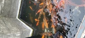 Enlarge photo 170