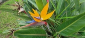 Enlarge photo 161