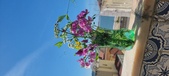 Enlarge photo 67